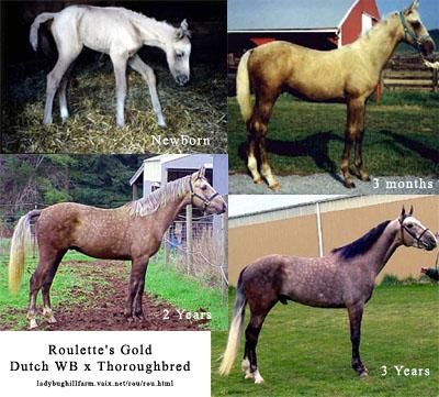 Kiszürkülő palomino