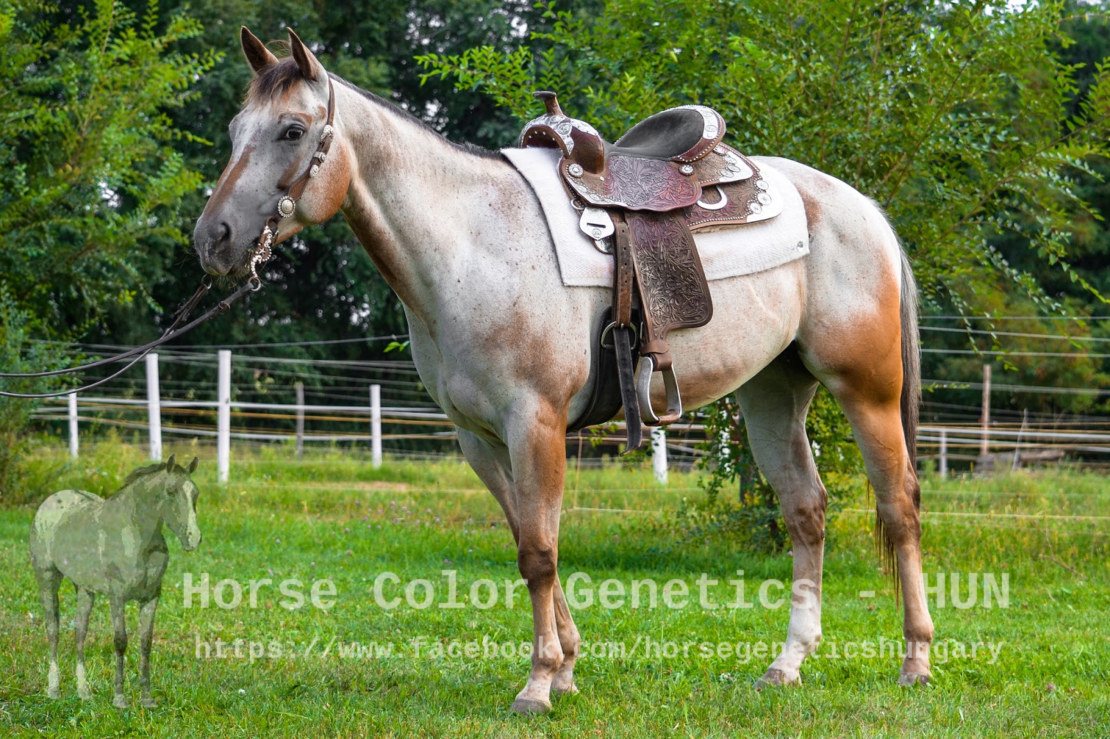 1f83a-billy2bthe2bkiddie2b-2bappaloosa2b2528s25c325a9ra2bszandra252c2bp25c325a1l2bzolt25c325a1n25292bi