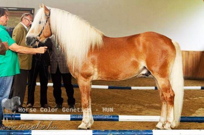 Mondrián – haflingi (Pereszlényi Adrienn)