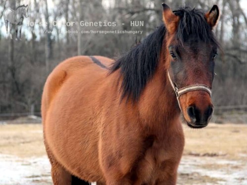 1bc5f-pietrosu2bcsere2b-2bhucul2b2528s25c325a9ra2bszandra2529