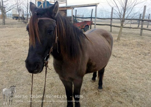 bccc9-goral2bgonda2bv-2bahorntal2b-2bhucul2b2528s25c325a9ra2bszandra2529