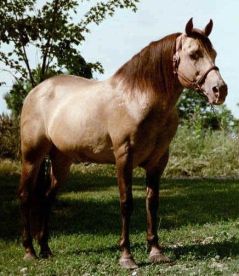 38ea3-champagne-sable