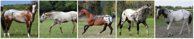 appaloosa