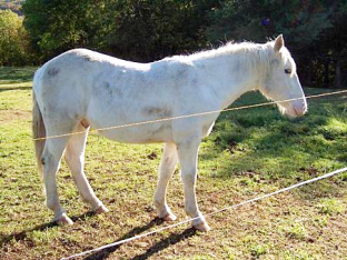 W11 Seltener Süddt, a South German Coldblood with W11