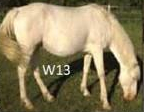 W13