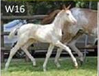 W16