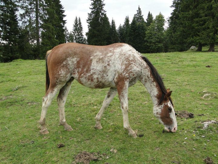 W18 Colorina von Hof