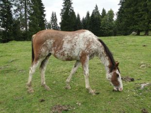 W18 Colorina von Hof