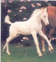 W23 Meadowview Ivory Dream, Boomori leszárm